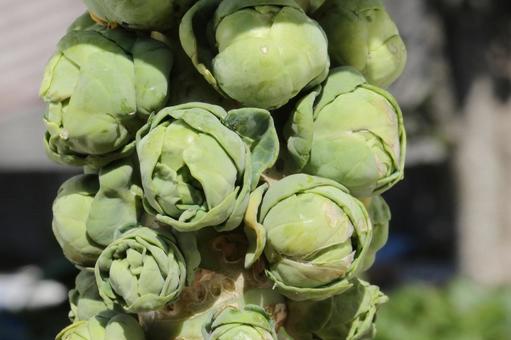 芽キャベツ 芽キャベツ 植物,野菜,芽キャベツの写真素材