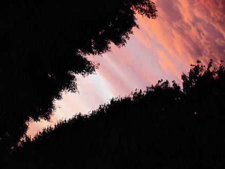 マジックアワー_並木 マジックアワー,並木,夕暮れの写真素材