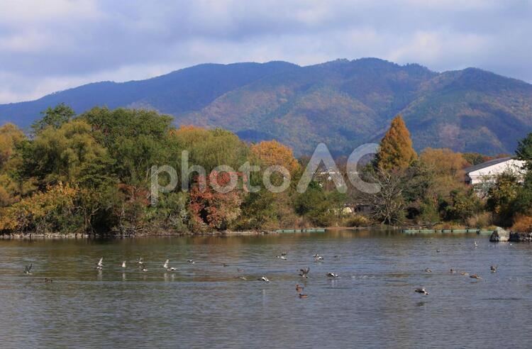 滋賀県の三島池と水鳥です 滋賀県,三島池,風景の写真素材