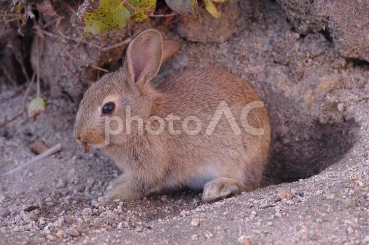広島県　うさぎ島のウサギ　13　もぐもぐ 兎,うさぎ,砂の写真素材