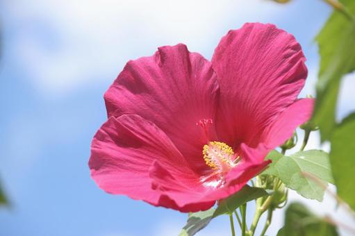 ハイビスカスの写真