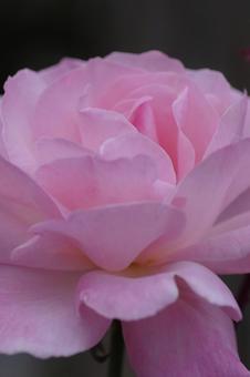 ピンクの薔薇縦画像 ピンクの薔薇縦画像の写真