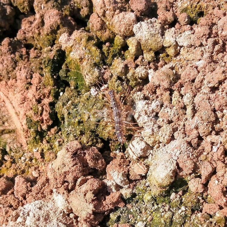 初夏の畑に現れたゲジ(通称:ゲジゲジ) ゲジゲジ,ゲジ,蚰蜒の写真素材