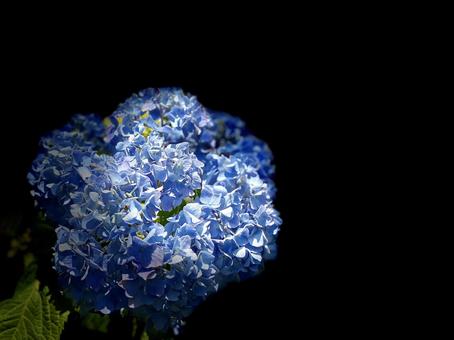 Photo, hydrangea, naturalne, pora deszczowa, 