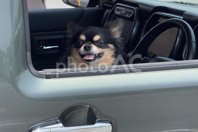 運転席の車窓から外を眺めるチワワ 犬,チワワ,ドライブの写真素材