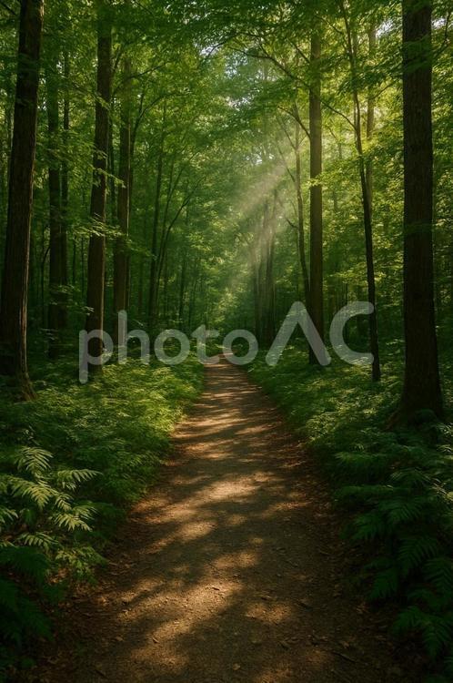 木々に囲まれた並木道 山,木,並木道の写真素材