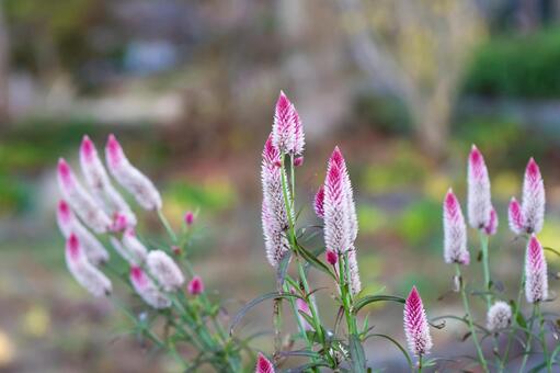 ケイトウの花壇 鶏頭,ケイトウ,花の写真素材