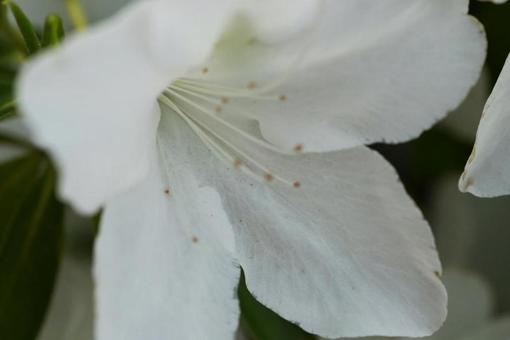 白いつつじの写真