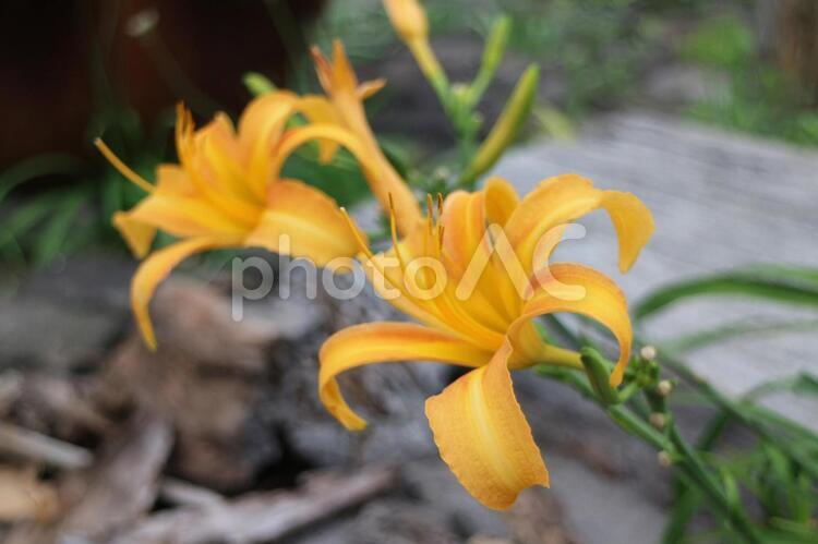 秋の花・ユリに似ている 秋の花,秋,百合のような花の写真素材