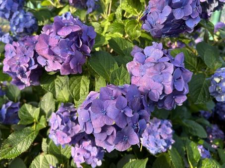 Hydrangea, JPG