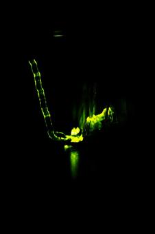 firefly, JPG