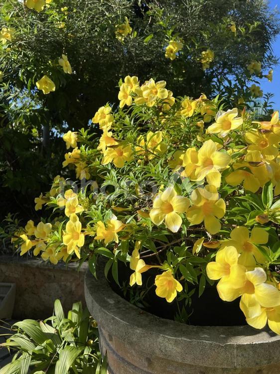宮古島の花（アラマンダ） アラマンダ,黄色い花,黄色の写真素材