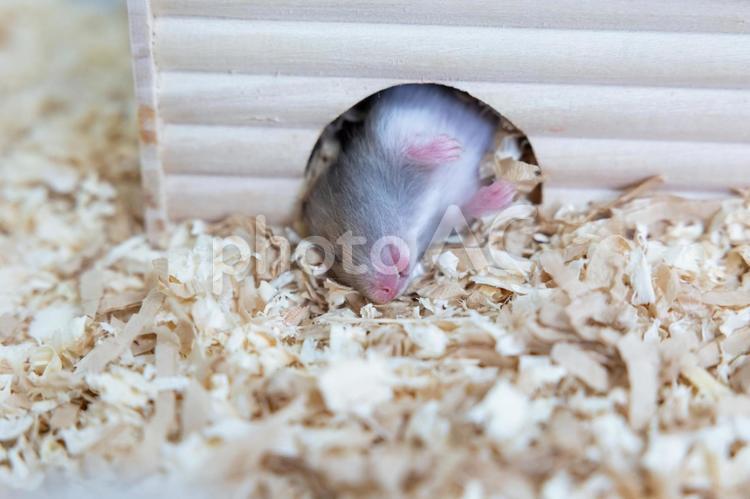 眠るゴールデンハムスターの赤ちゃん ハムスター,ゴールデンハムスター,動物の写真素材