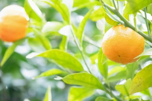 木に実るポンカン ポンカン,果物,フルーツの写真素材