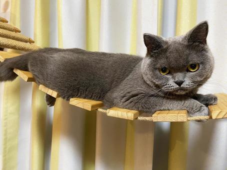 ブリティッシュショートヘア ブリティッシュショートヘア 猫,ブリティッシュショートヘア,可愛いの写真素材