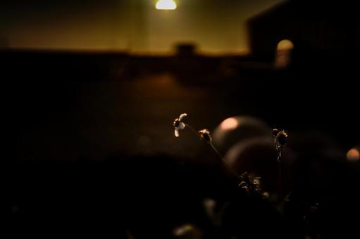 <花素材>夜明けの道端のコセンダングサ <花素材>夜明けの道端のコセンダングサの写真