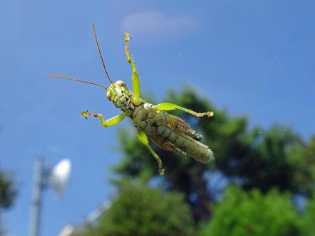 Photo, locust, back side, abdomen, 