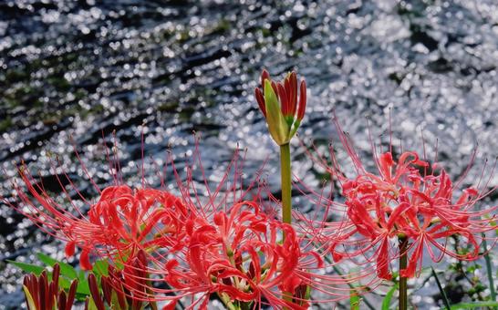 赤い曼珠沙華と煌めく水面 赤い曼珠沙華と煌めく水面 彼岸花,玉ボケ,秋の写真素材
