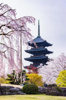 Scenery of the five-story pagoda and cherry blossoms at Toji Temple in Kyoto Prefecture, JPG Scenery of the five-story pagoda and cherry blossoms at Toji Temple in Kyoto Prefecture, JPG