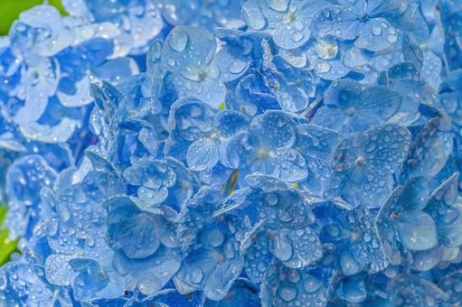 雨に濡れたアジサイ アジサイ,六月,花弁の写真素材