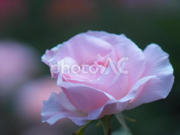 美しく咲き誇る薔薇園 薔薇園,晴れ,ローズの写真素材