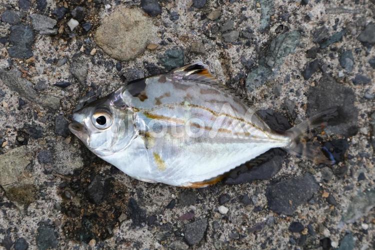 小浜漁港で釣れたヒイラギ ヒイラギ,魚,釣りの写真素材