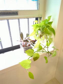観葉植物 バスルーム 窓辺 ライムポトス 観葉植物 バスルーム 窓辺 ライムポトスの写真
