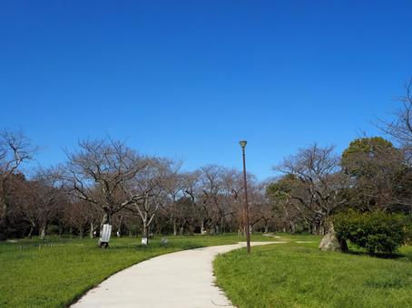 秋のさくら山の桜林・あけぼの山公園・柏市 秋のさくら山の桜林・あけぼの山公園・柏市 秋,さくら山,サクラの写真素材