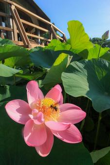 Photo, oga lotus, lotus, chiba park, 