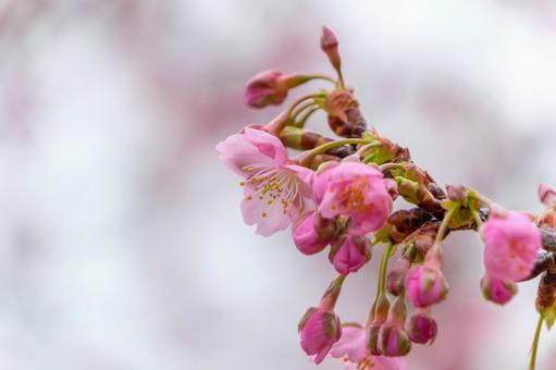 淡い光に包まれた河津桜のつぼみ 淡い光に包まれた河津桜のつぼみの写真