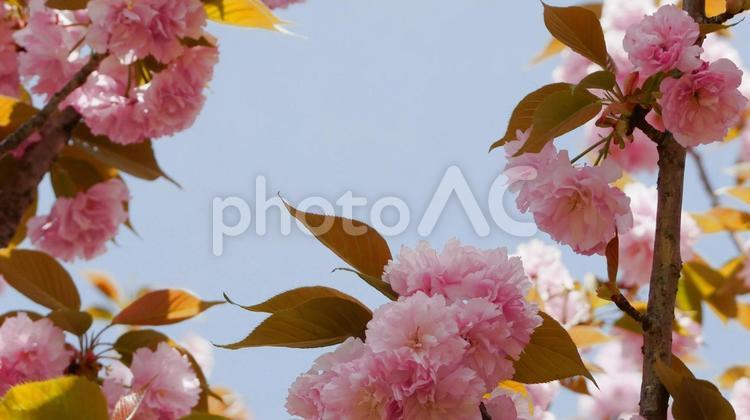 華やかな八重桜のフレーム 八重桜,花,さくらの写真素材