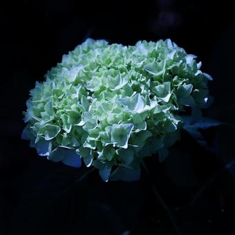 Flower あじさい Flower あじさいの写真