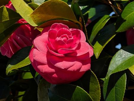 美しい椿の花 美しい椿の花 椿,花,赤の写真素材
