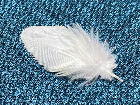 Photo, bird's feather, bird, feather, 