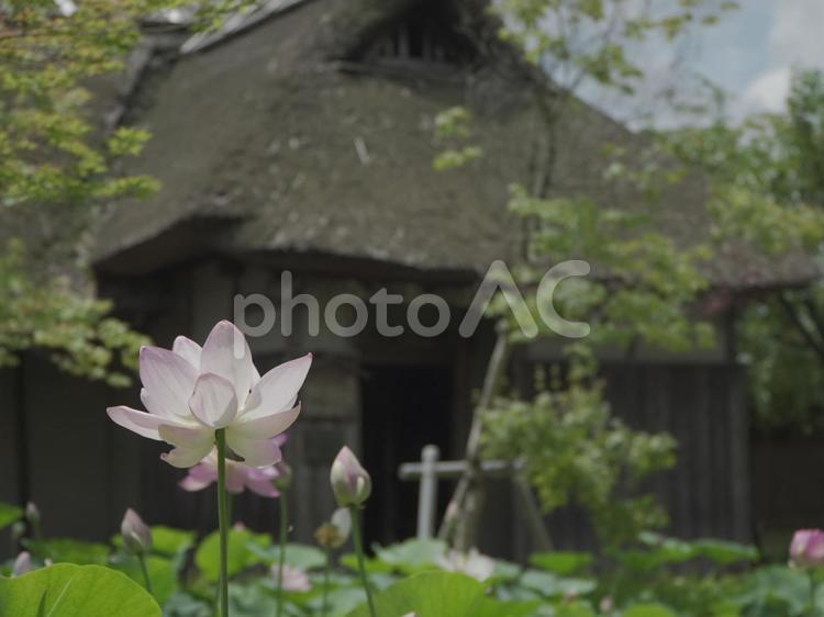 蓮の花と古民家、右スペース 古民家,蓮の花,蓮の写真素材