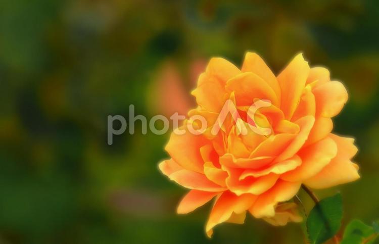 開花した鮮やかなオレンジ色の秋咲きの薔薇 植物,花,薔薇の写真素材