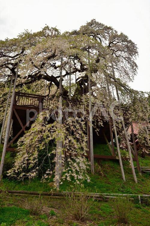 慈徳寺　種まき桜 枝垂桜,シダレザクラ,桜の写真素材