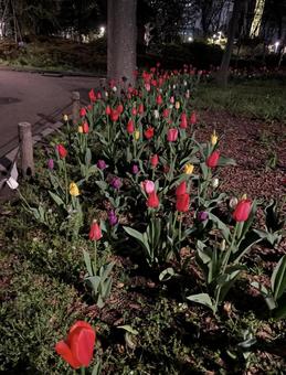 チューリップの写真