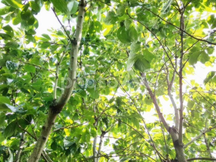 初夏の木漏れ日#2 春,初夏,芽吹きの写真素材