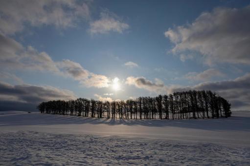 日が昇る広大な雪原と林のある丘の景色 丘,林,雪原の写真素材