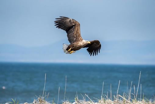 海岸線を飛ぶオジロワシ 海岸線を飛ぶオジロワシの写真