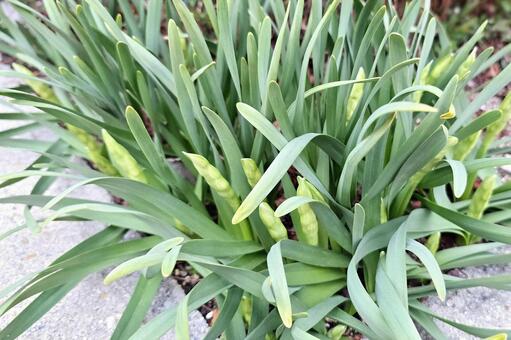 水仙のつぼみ 水仙,植物,球根植物の写真素材