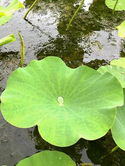Lotus leaf, JPG Lotus leaf, JPG