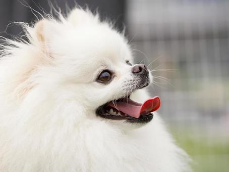 白いポメラニアン 犬,ポメラニアン,ポメの写真素材