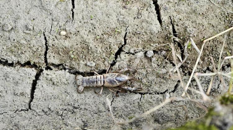 用水路のひび割れた土の上にいるザリガニ ザリガニ,エビ,甲殻類の写真素材