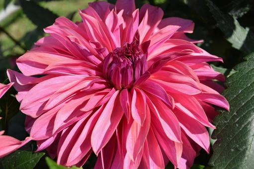 ダリアの花 ダリアの花,ダリア,ダリア園の写真素材