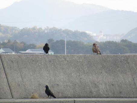 トビとカラス 留鳥,猛禽,タカ類の写真素材