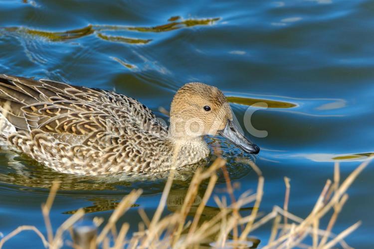 水辺を泳ぐヒドリガモのメス ヒドリガモ,鳥,水鳥の写真素材