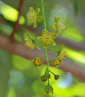 イイギリ イイギリ,飯桐,椅の写真素材