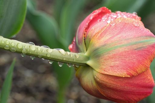 Photo, tulip, water droplets, drop, 